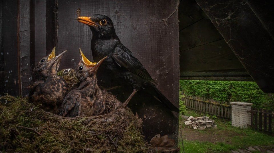 Kos černý (Turdus merula)
